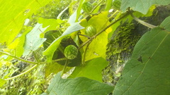 Solanum myriacanthum