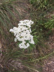 Stevia serrata