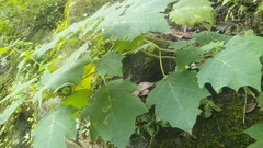 Solanum myriacanthum