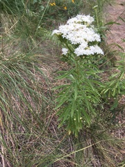Stevia serrata