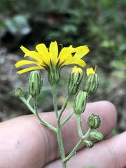 Hieracium krylovii