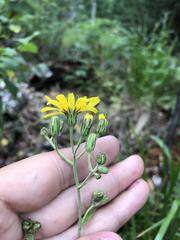 Hieracium krylovii