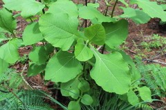 Rumfordia floribunda