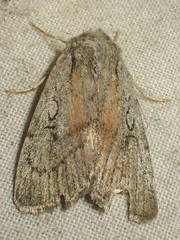 Setagrotis pallidicollis