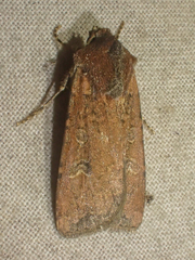 Euxoa ochrogaster