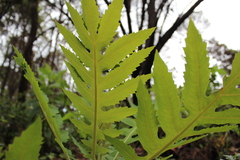 Bocconia arborea
