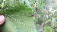 Tigrinestola tigrina