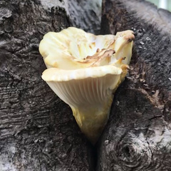 Pleurotus dryinus