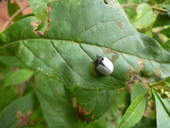 Epilachna nigrocincta