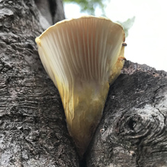 Pleurotus dryinus