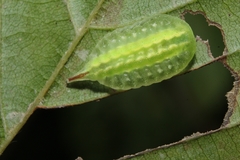 Packardia elegans