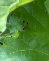 Ctenochares bicolorus