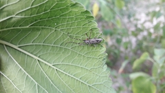 Tigrinestola tigrina