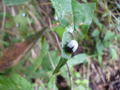 Epilachna nigrocincta