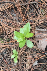 Baccharis heterophylla