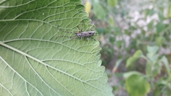 Tigrinestola tigrina