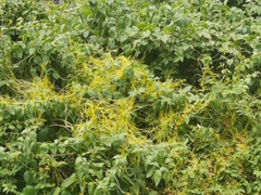 Cuscuta australis