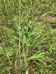 Hieracium reticulatum