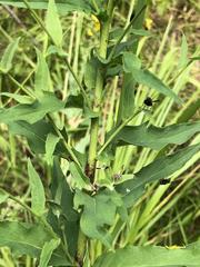 Hieracium reticulatum