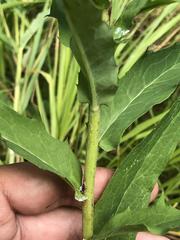 Hieracium reticulatum