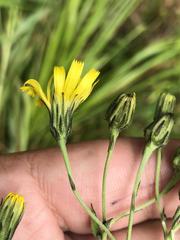 Hieracium reticulatum
