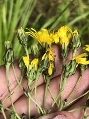 Hieracium reticulatum