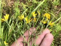 Hieracium reticulatum