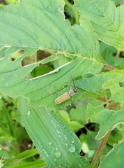 Tanyochraethes hololeucus