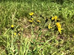 Hieracium reticulatum