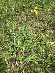 Hieracium reticulatum