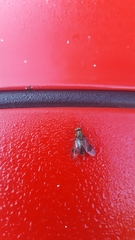 Chrysops univittatus