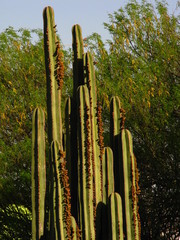 Lophocereus marginatus