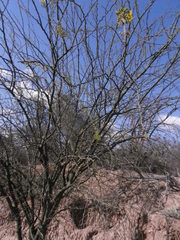 Parkinsonia praecox