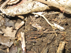 Atomotricha isogama