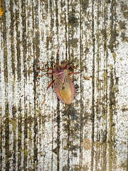 Pachylis nervosus