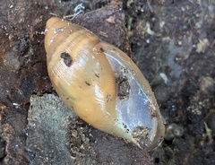 Euglandina rosea image