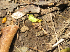 Atomotricha isogama