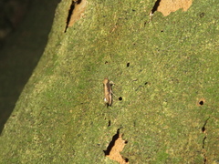 Atomotricha isogama