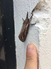 Abantiades latipennis