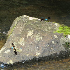 Diphlebia euphoeoides