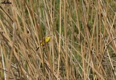 Pseudocolopteryx dinelliana