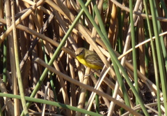 Pseudocolopteryx dinelliana