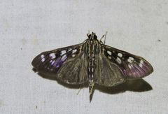 Pygospila bivittalis