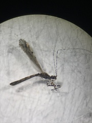 Empicoris vagabundus