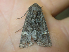 Lacinipolia comis