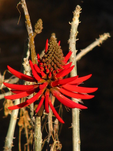 Erythrina americana