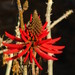 Erythrina coralloides - Photo (c) Opuntia Cadereytensis,  זכויות יוצרים חלקיות (CC BY-NC)