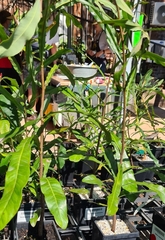 Buckinghamia celsissima