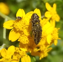 Acmaeodera labyrinthica