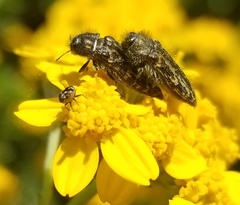 Acmaeodera labyrinthica